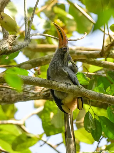Malabar Grey Hornbill at Thattekad Bird Sanctuary| Kerala | India